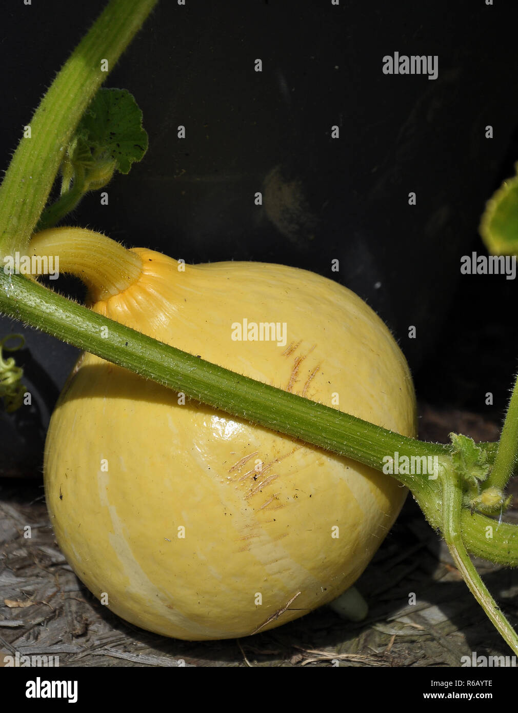 pumpkin in the vegetable garden Stock Photo - Alamy