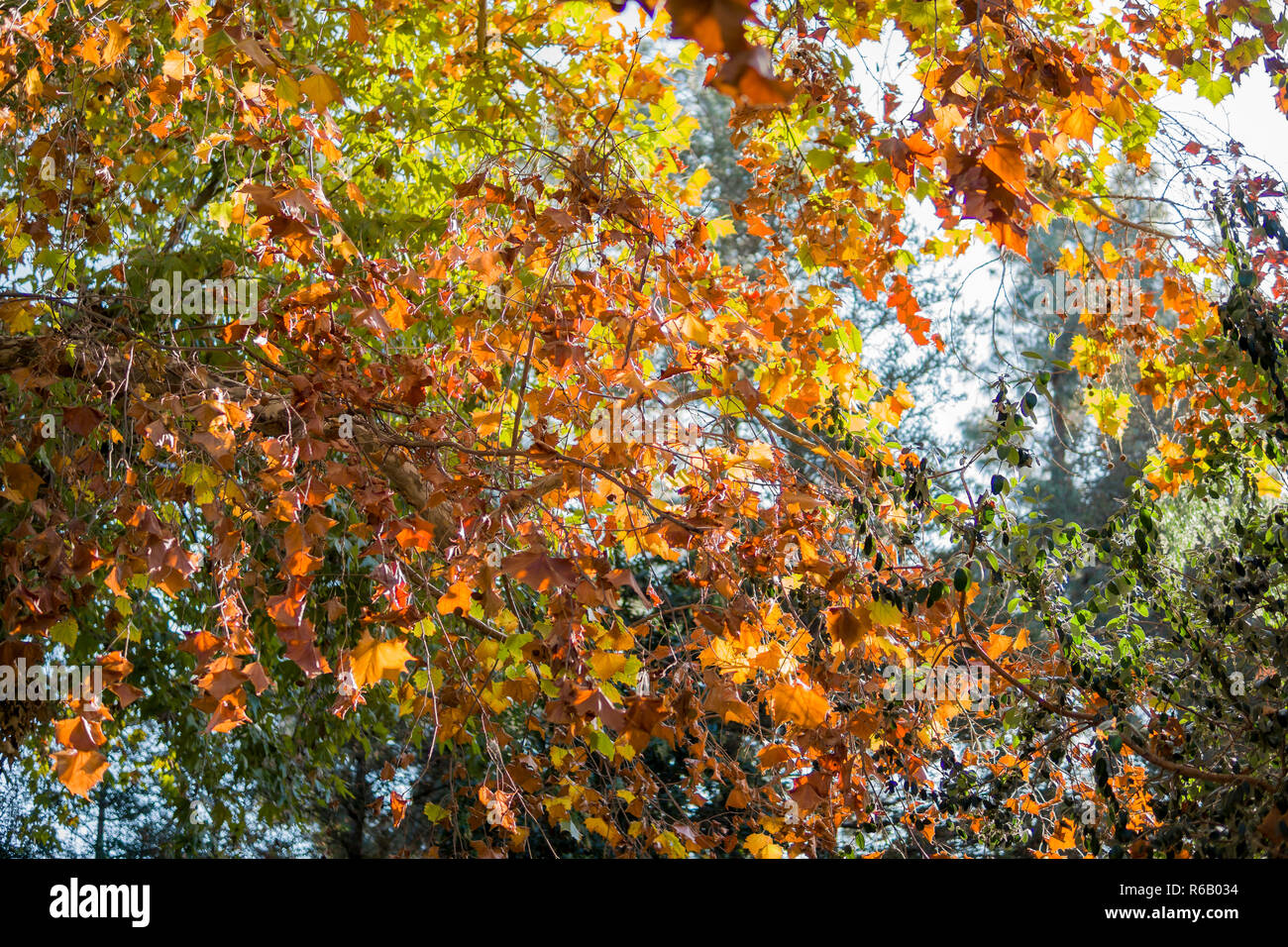 Big Maple Tree High Resolution Stock Photography and Images - Alamy