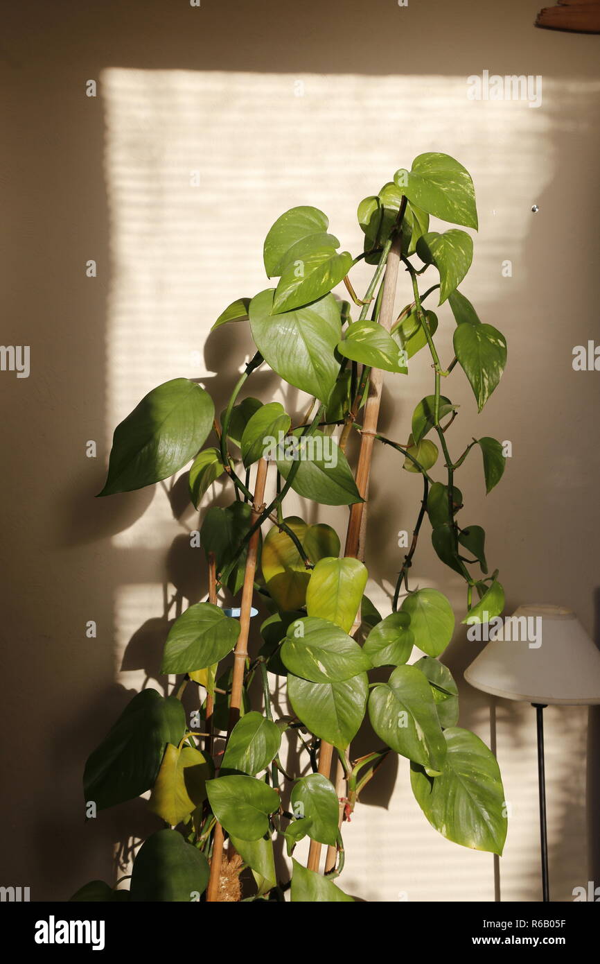 Tall indoor plant in sunlight Stock Photo