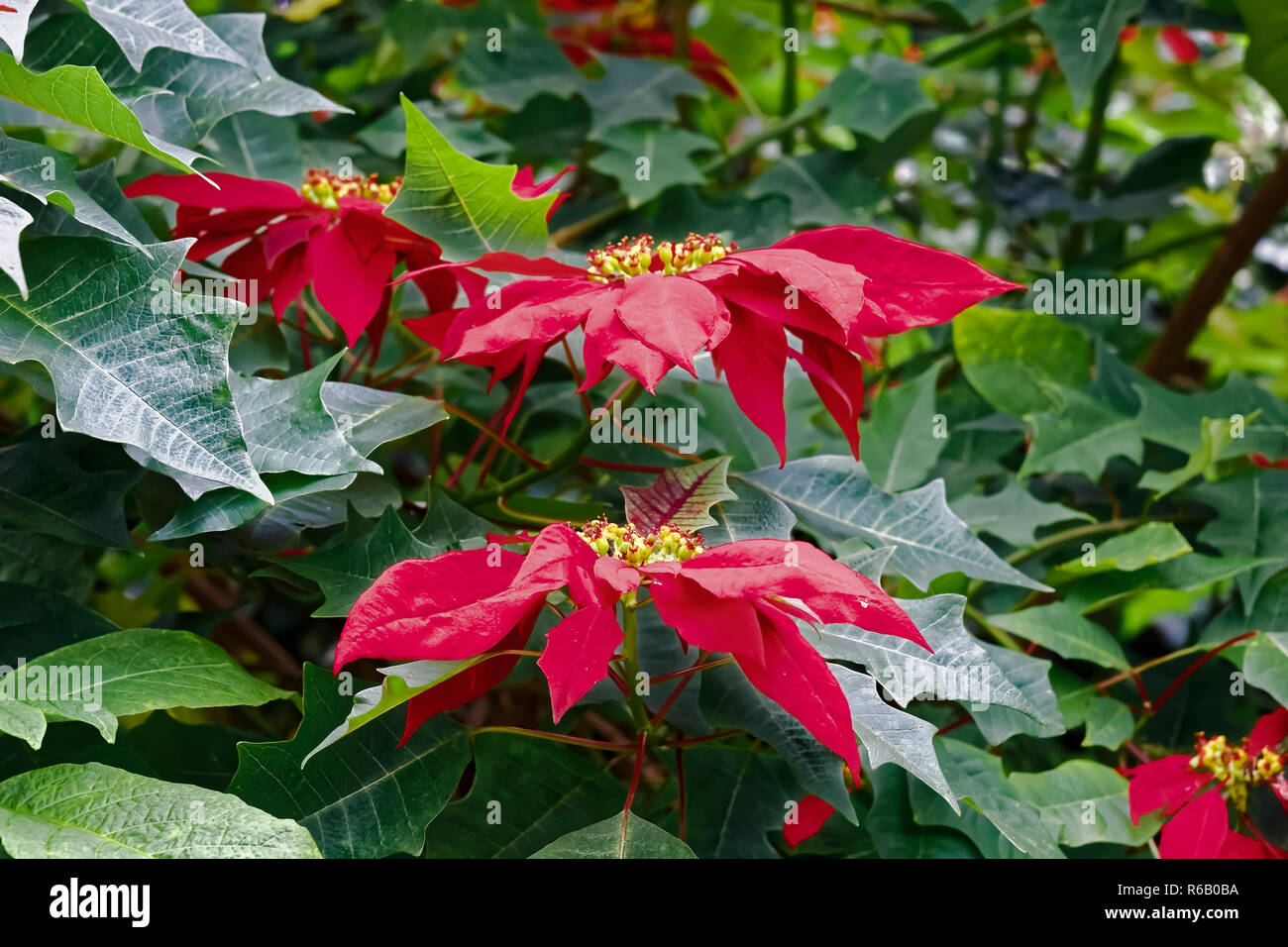 Weihnachtsstern Strauch - Euphorbia pulcherrima - SÃ¼damerika Stock Photo