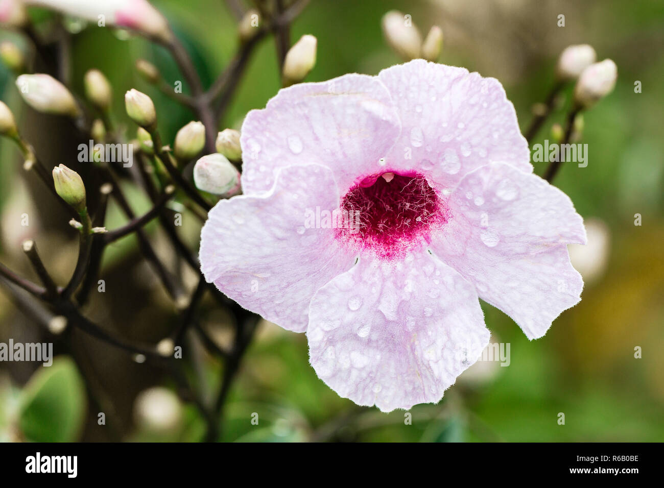 Jasmintrompete - Pandorea jasminoides - Australien Stock Photo