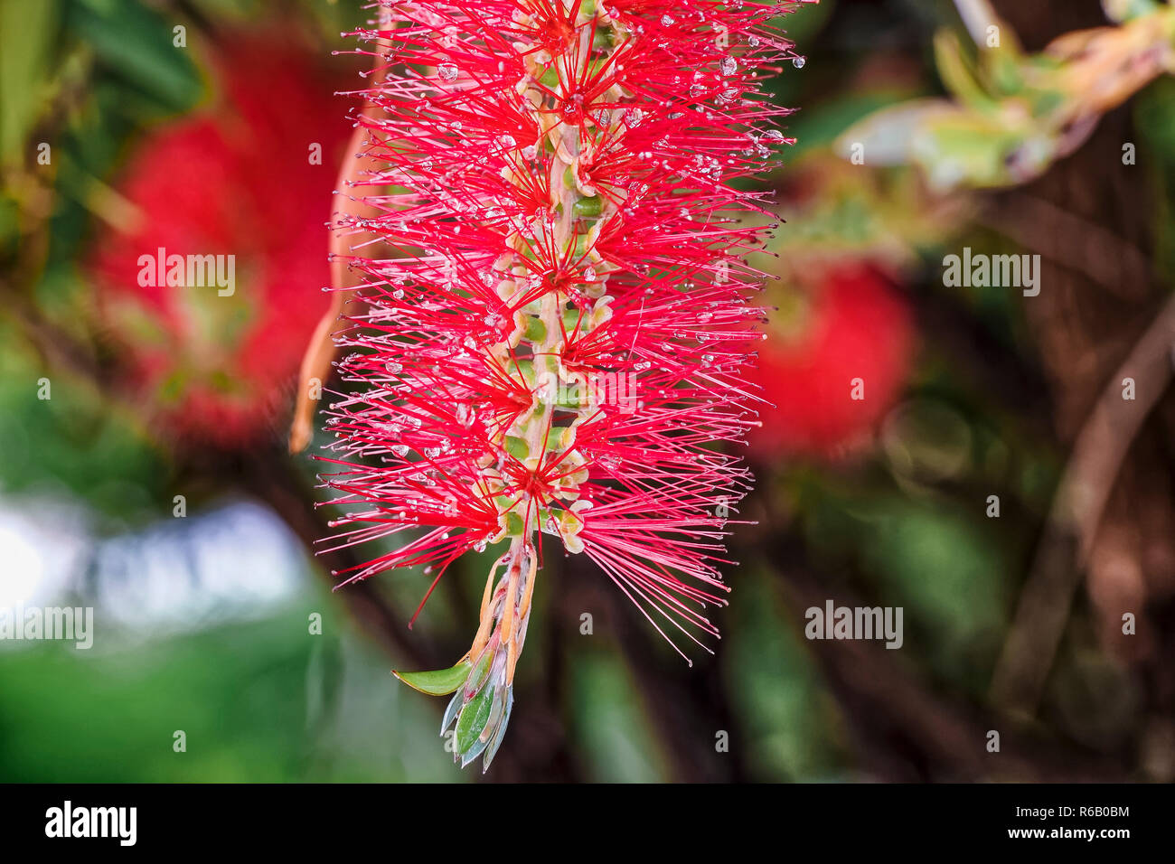 Flaschenputzer hires stock photography and images Alamy