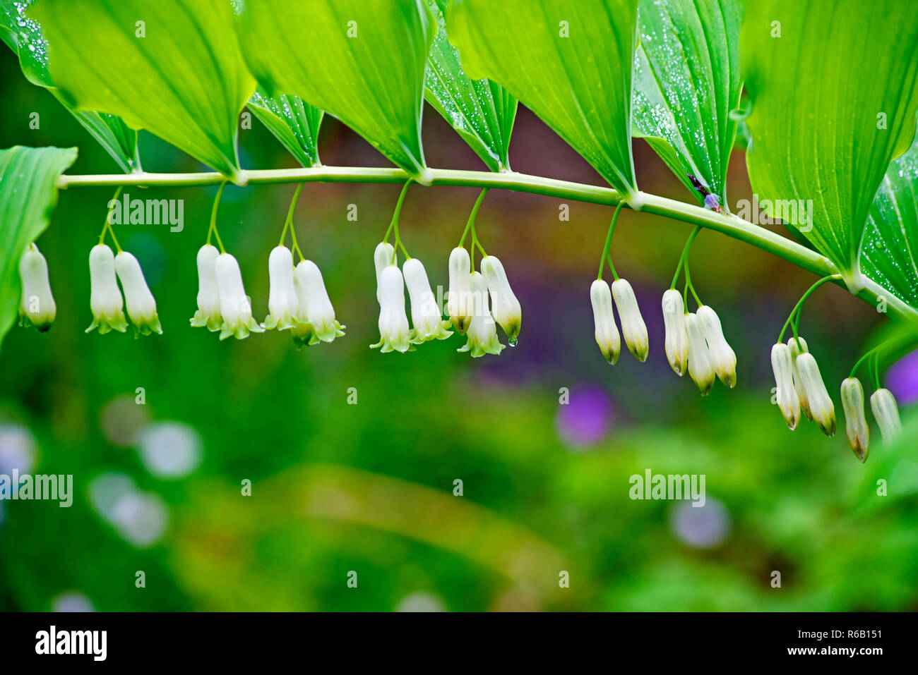 Multiflorum High Resolution Stock Photography and Images - Alamy
