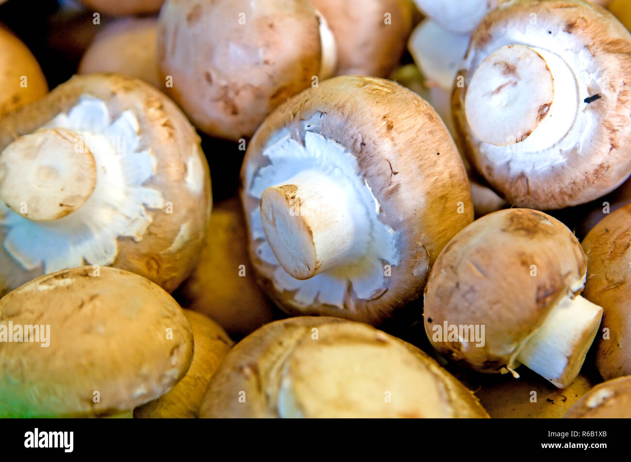 Button Mushroom High Resolution Stock Photography and Images Alamy
