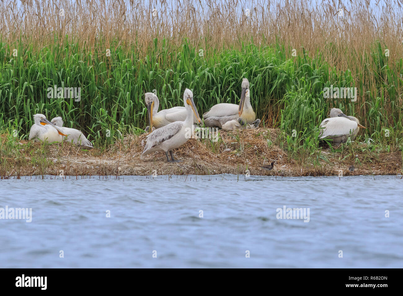 Dalmatian dog visual data 6