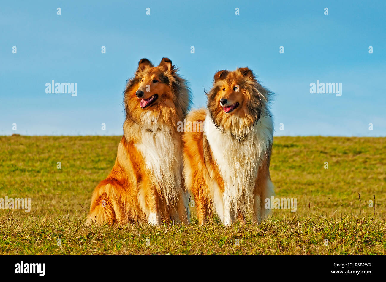 American And Britisch Collie Dogs Stock Photo