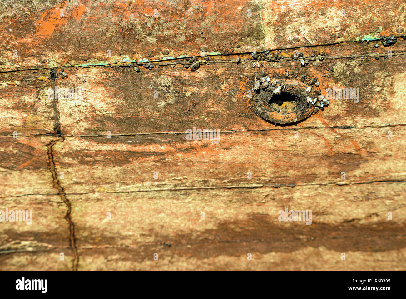 Decayed shells hi-res stock photography and images - Alamy