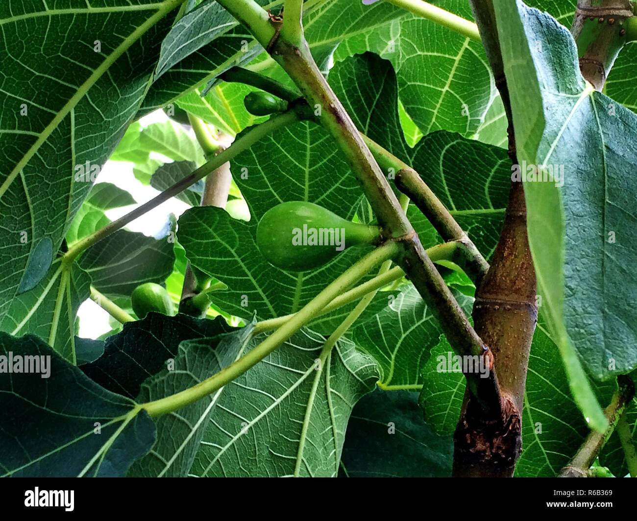 Un Ripe Fig Fig, Unripe On A Tree Stock Photo - Alamy