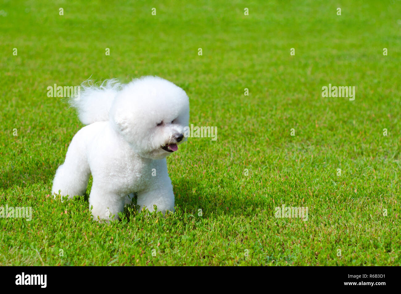 bichon frise on a green grass outdoors Stock Photo