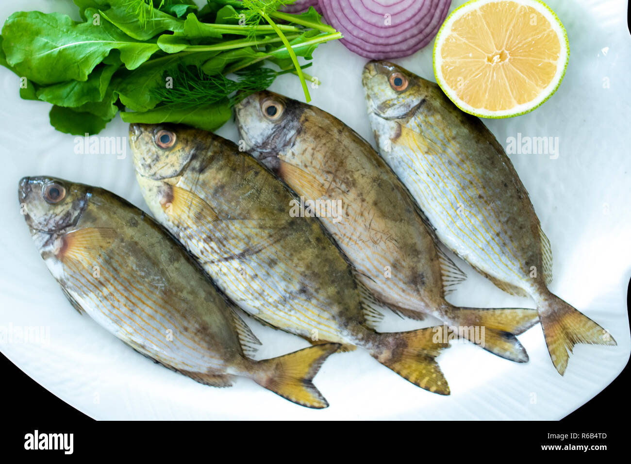 Fresh spotted spinefoot fish with rockets leaves served on white plate with black background Stock Photo