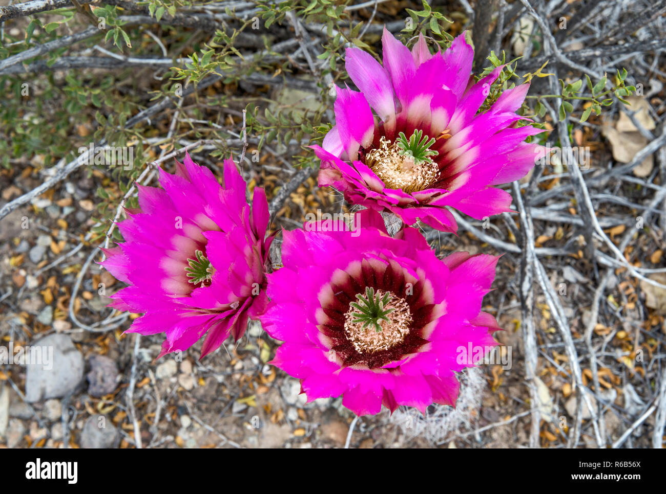 Strawberry Hedgehog cactus, Echinocereus engelmannii, in bloom, Chihuahuan Desert, Big Bend National Park, Texas, USA Stock Photo
