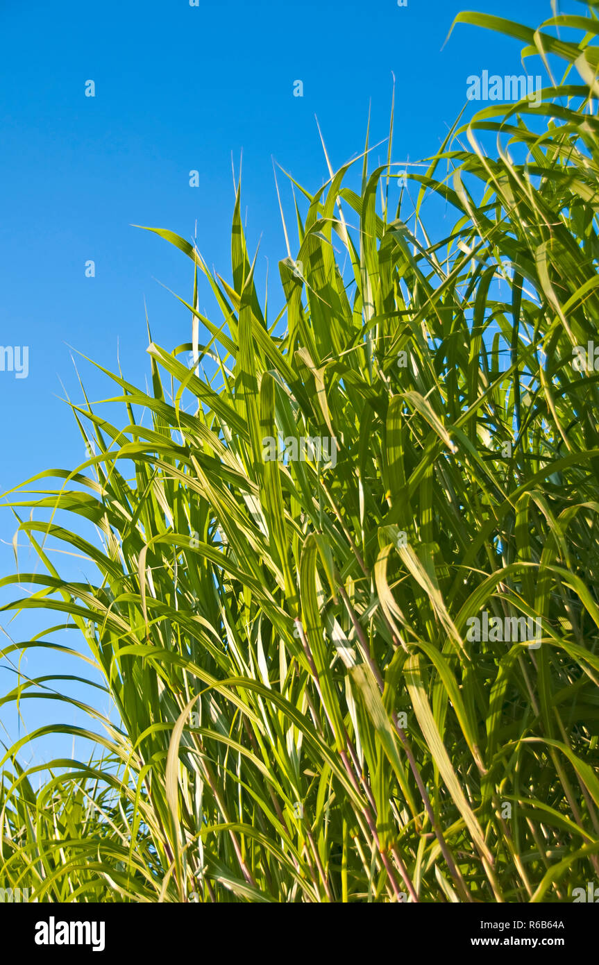 The Renewable Resource Switchgrass For Heating And Production Of Diesel