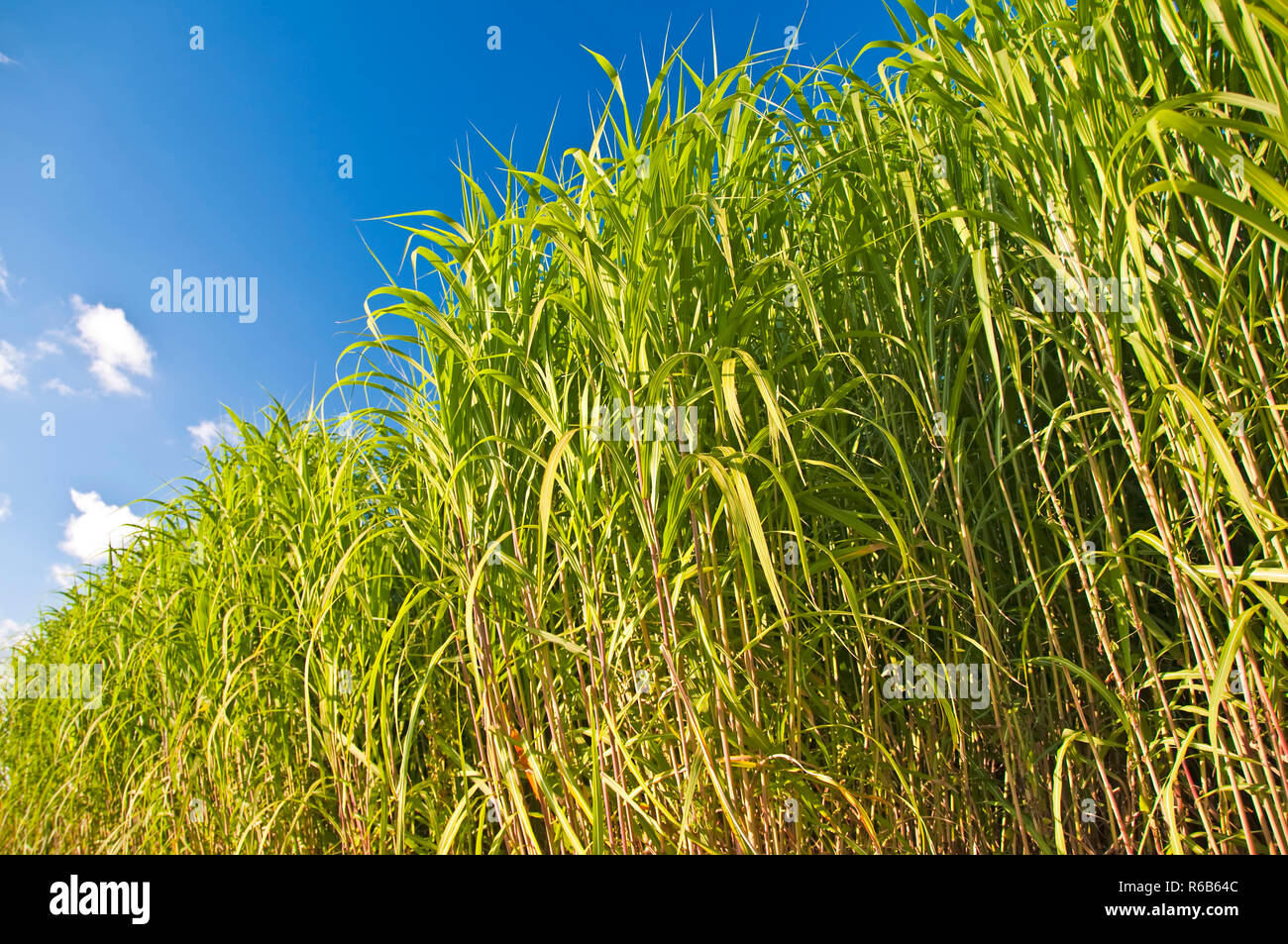 The Renewable Resource Switchgrass For Heating And Production Of Diesel