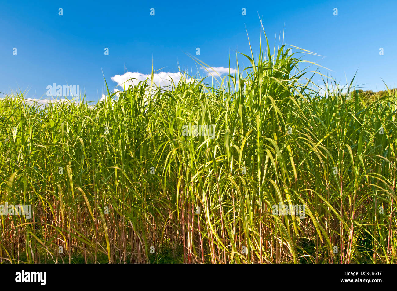 The Renewable Resource Switchgrass For Heating And Production Of Diesel