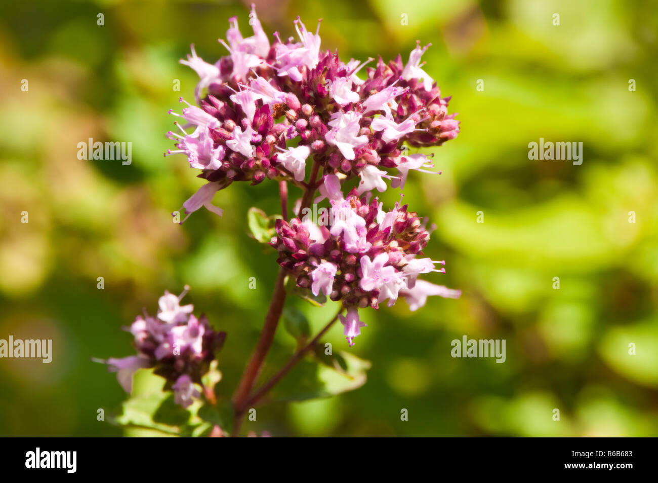 Blossom Of Sweet Majoram Stock Photo