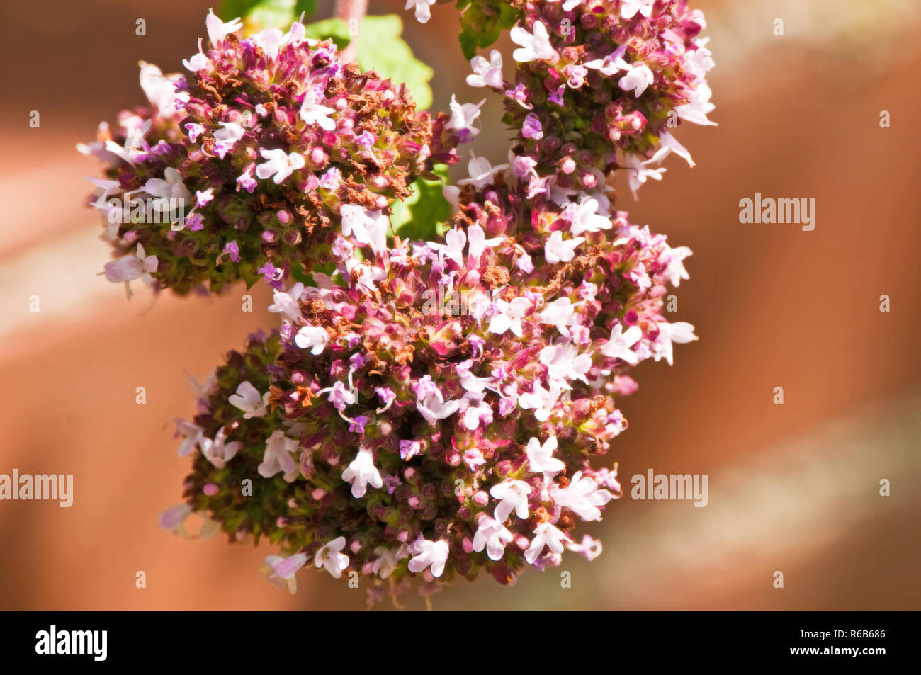 Blossom Of Sweet Majoram Stock Photo