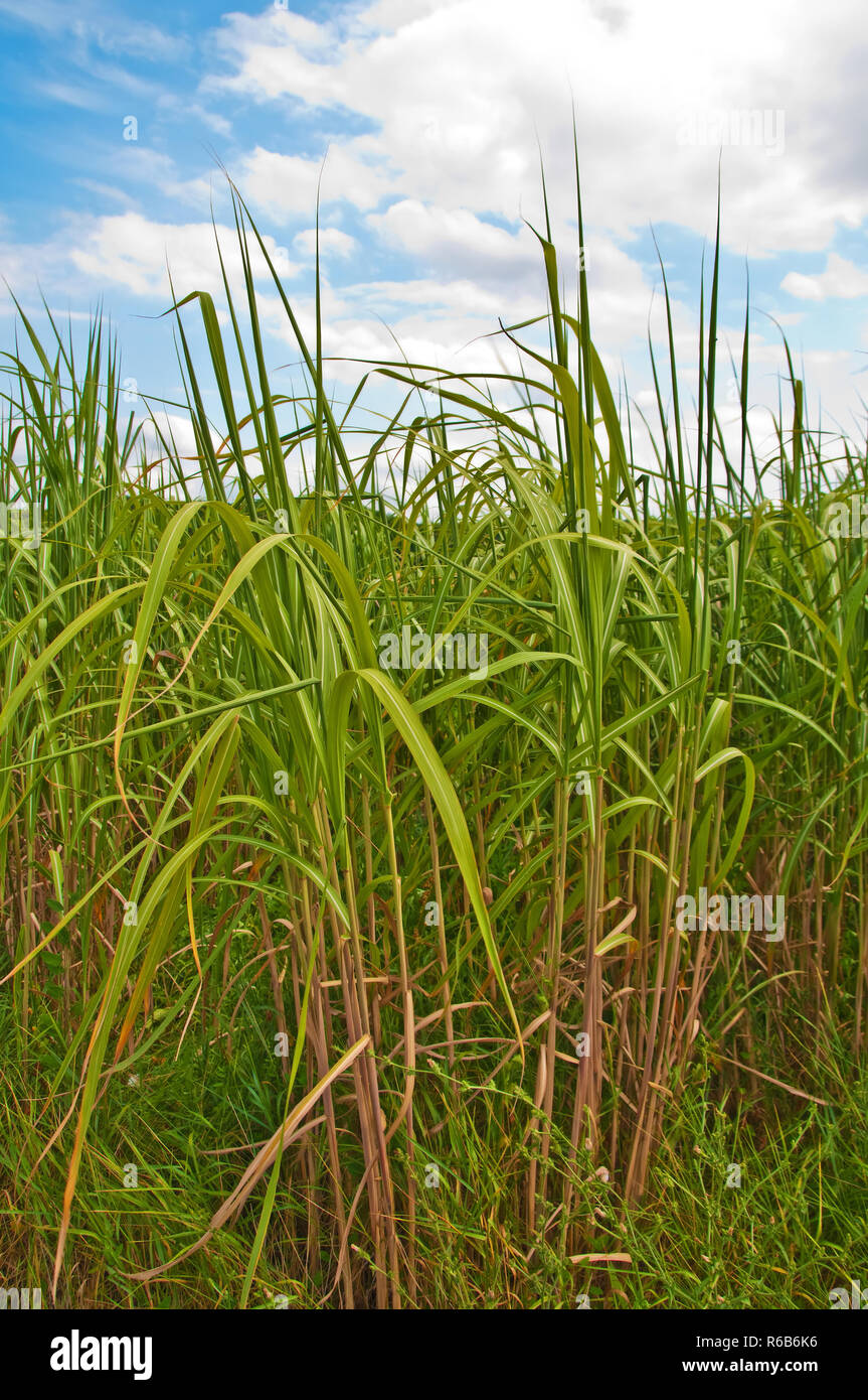 The Renewable Resource Switchgrass For Heating And Production Of Diesel