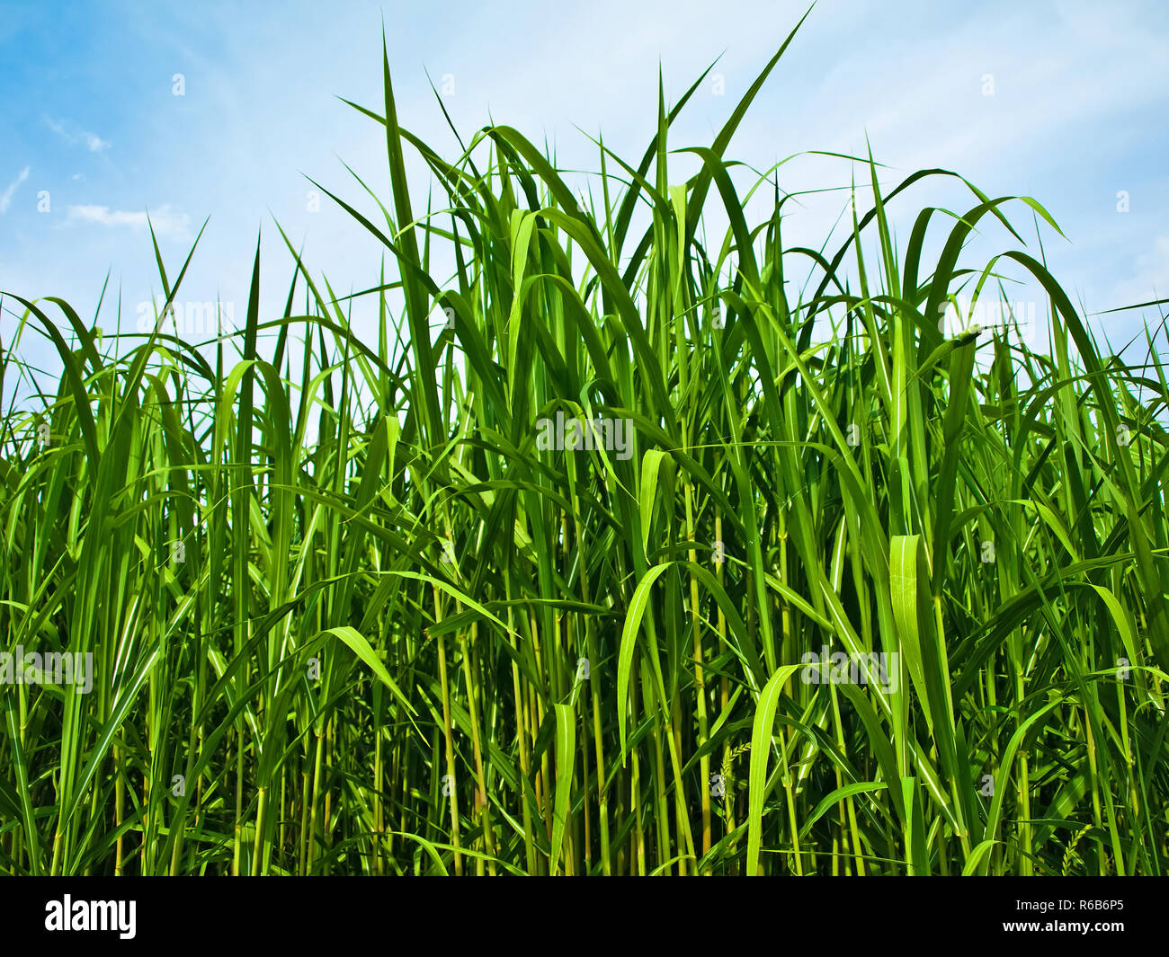 The Renewable Resource Switchgrass For Heating And Production Of Diesel