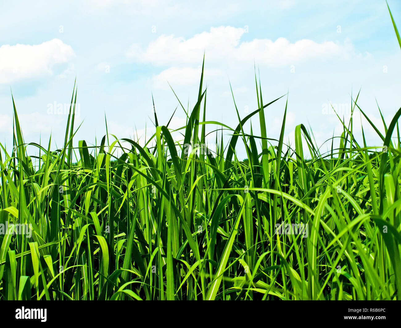 The Renewable Resource Switchgrass For Heating And Production Of Diesel