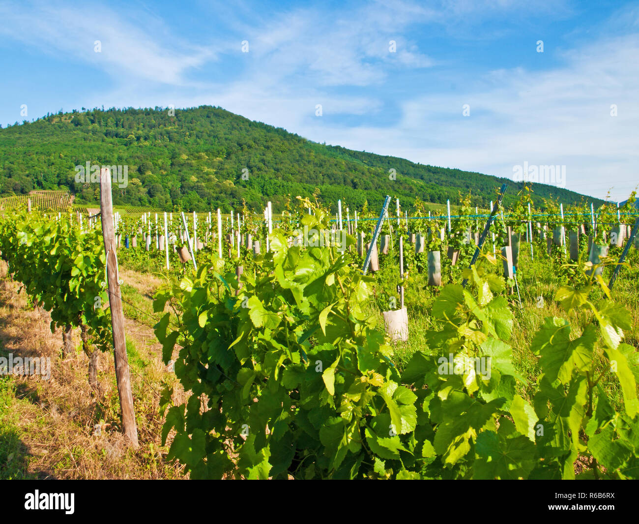 Vineyard In France Stock Photo
