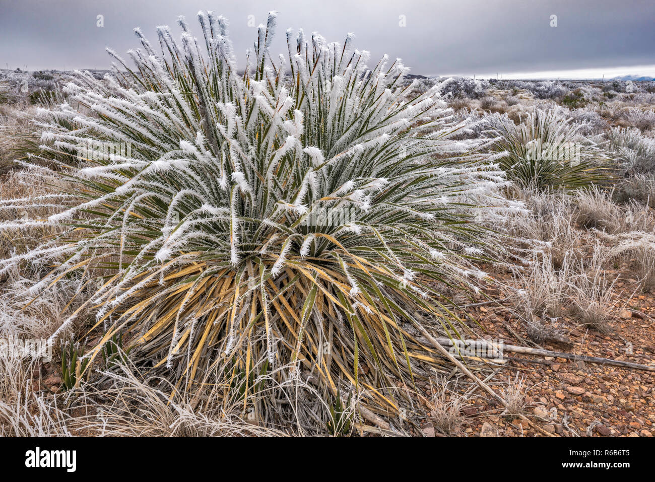 Sotol covered with frozen fog aka atmospheric icing in winter, Chihuahuan Desert, Big Bend National Park, Texas, USA Stock Photo