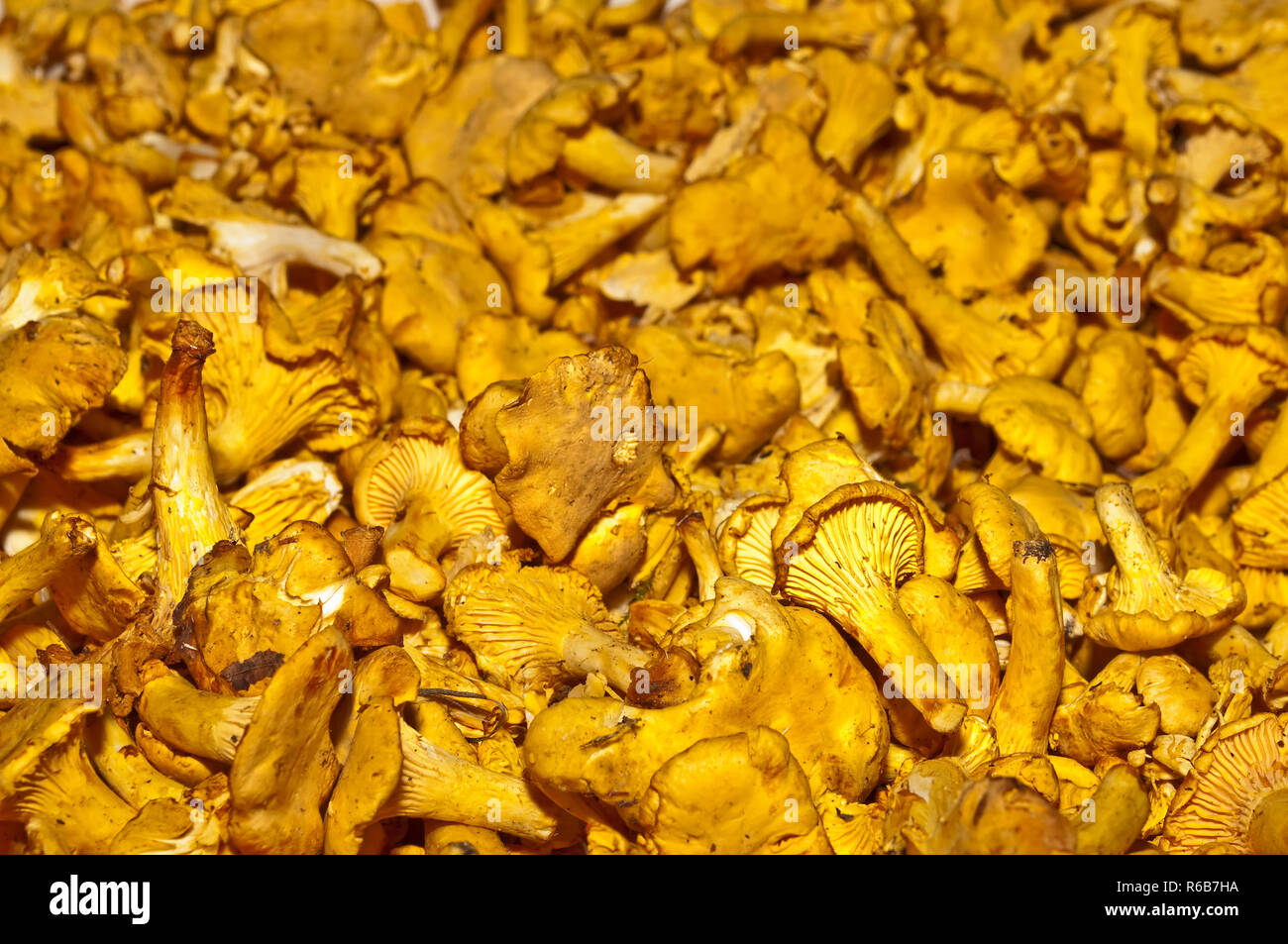 Chanterelle Stock Photo