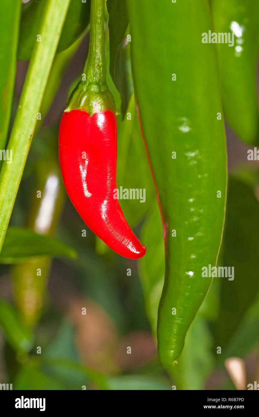 Chili Red And Green Stock Photo Alamy