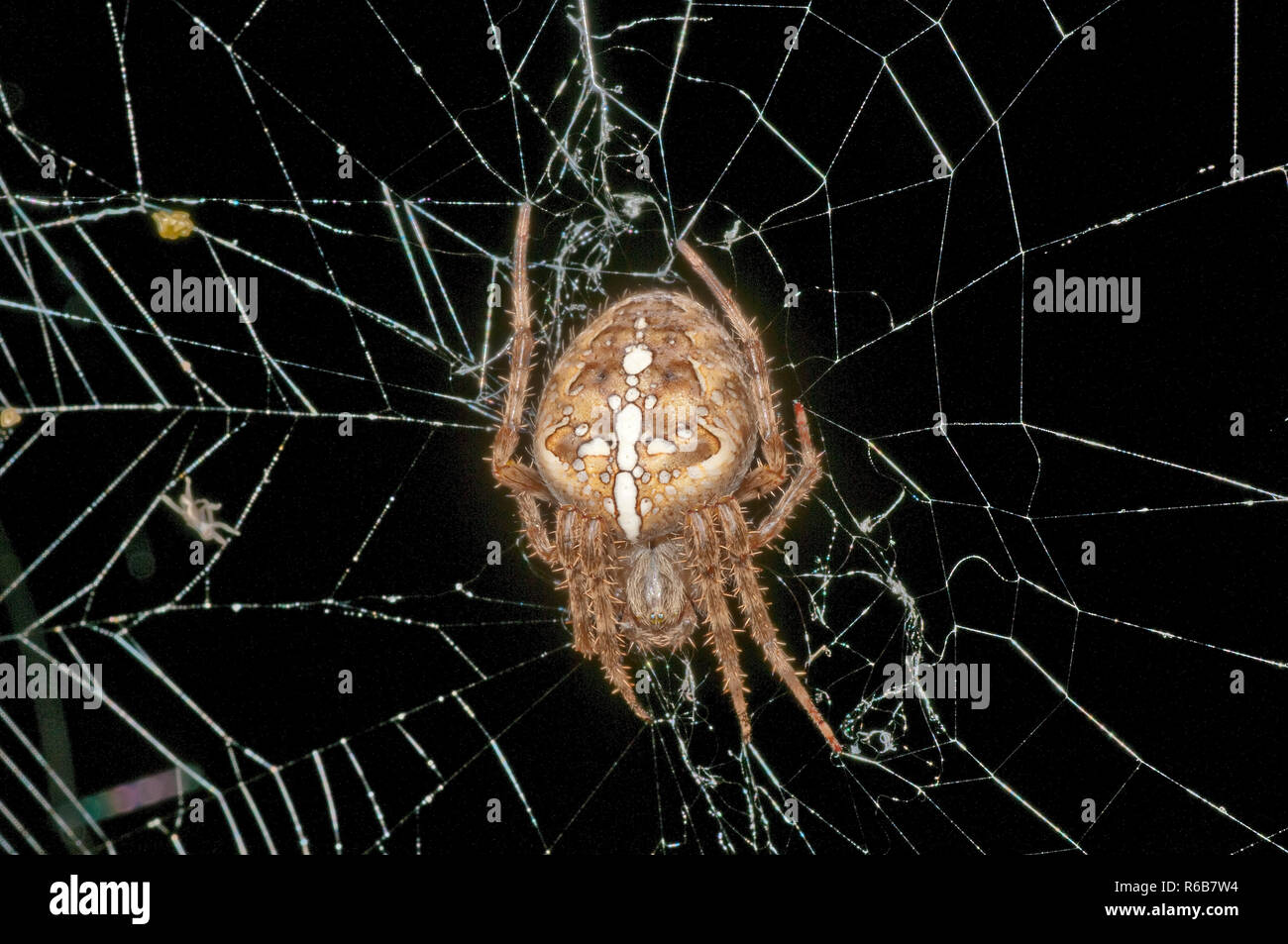 Garden Spider, Araneus Diadematus Stock Photo