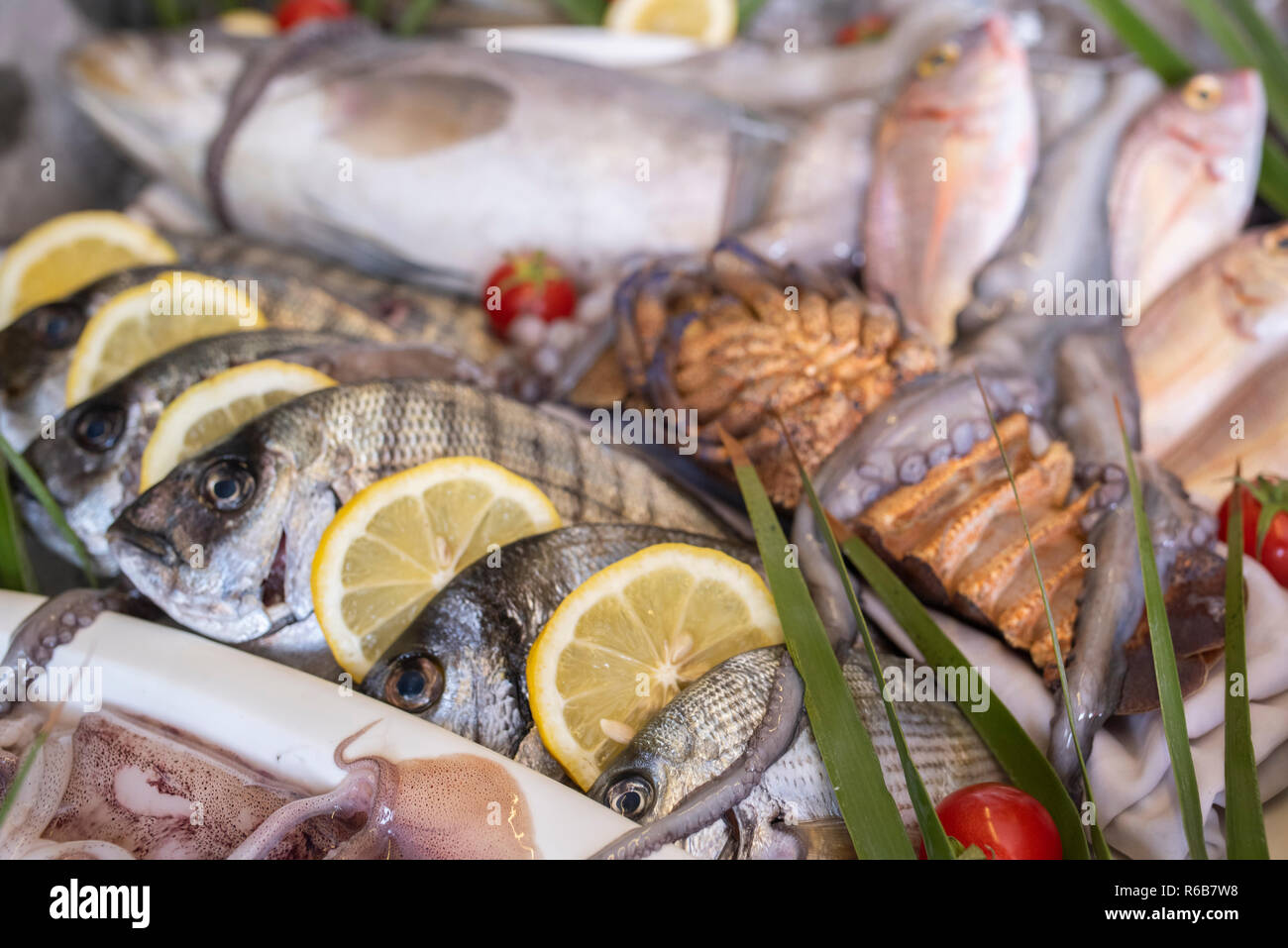 Lobster, octopus, cuttlefish, squid, calamari, red mullet, grouper, sea bass, sea bream, bogue fish, crab and prawns on ice at the supermarket Stock Photo