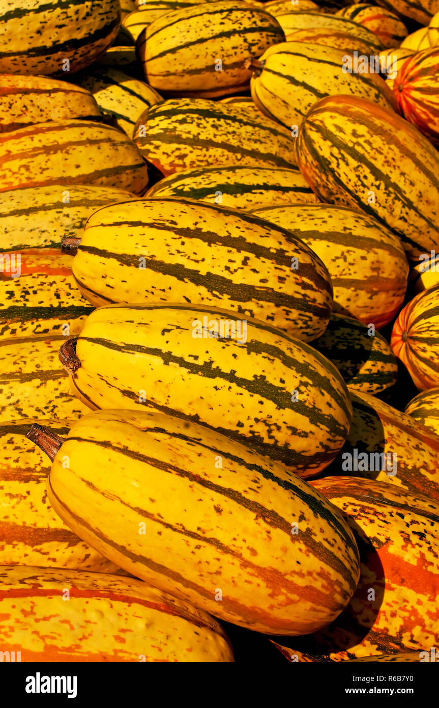 Squash Stock Photo