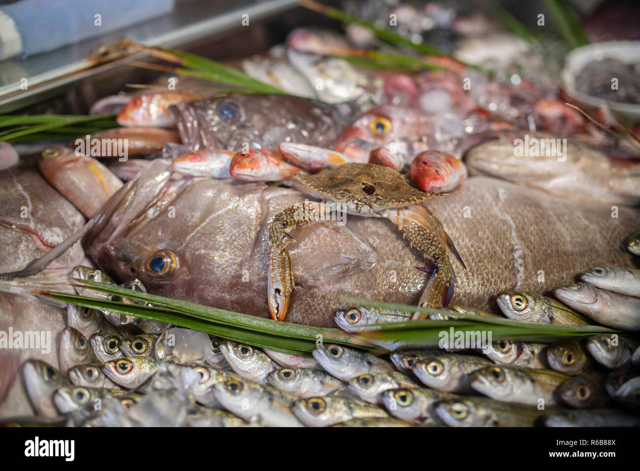 Boops Lobster, octopus, red mullet, boops boops, sea bass, sea bream, white ...