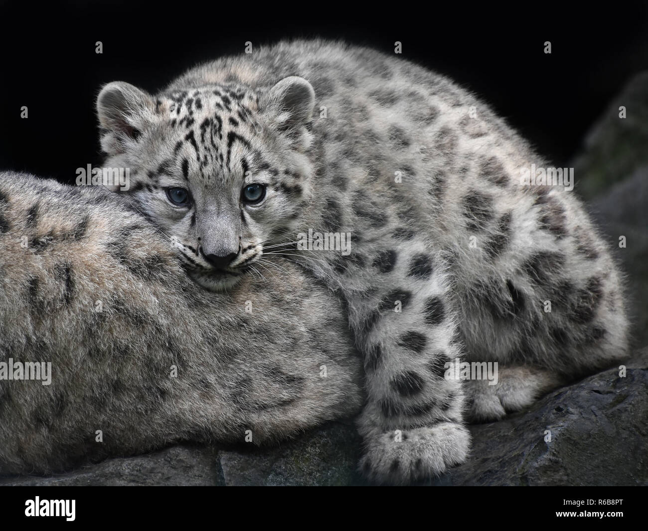 Close up snow leopard cub resting on mother Stock Photo
