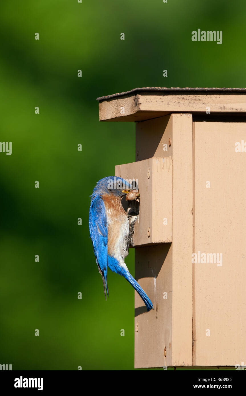 Eastern Bluebird (Sialia sialis) at nestbox feeding chicks Stock Photo