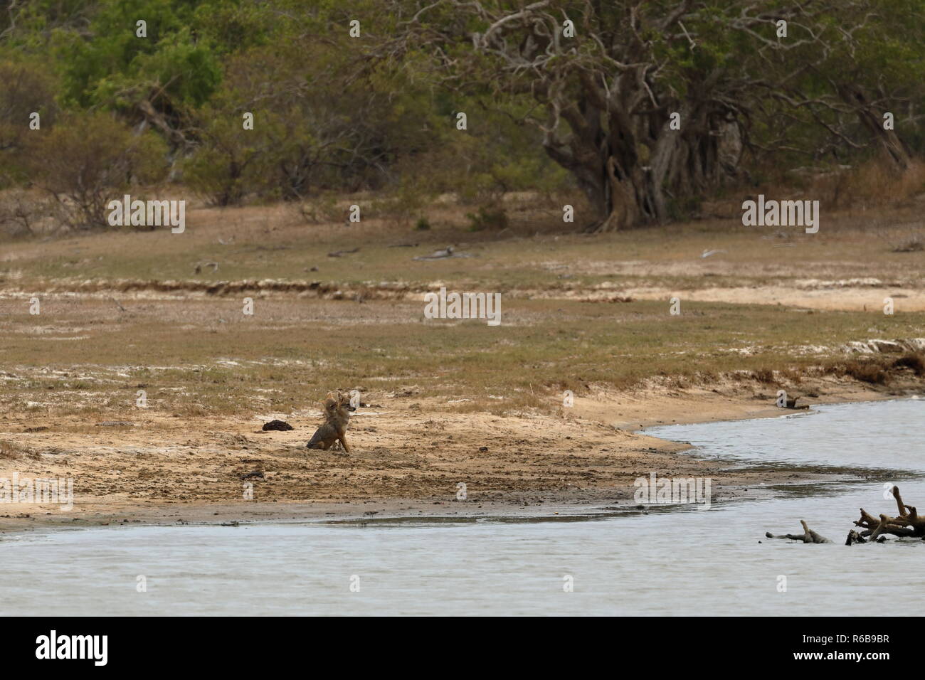 jackal in yala national park in sri lanka Stock Photo