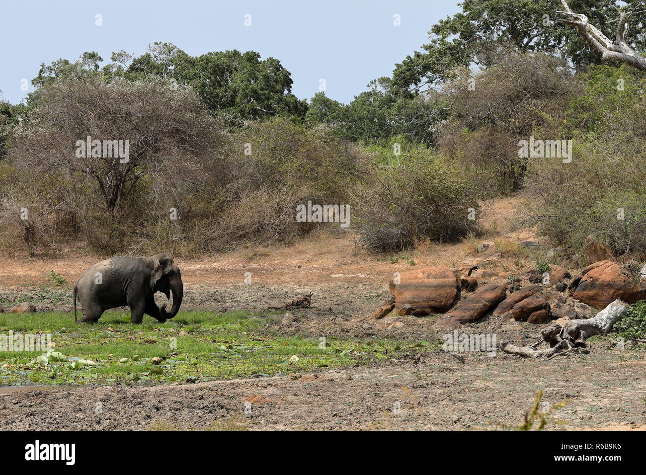 wild elephants in yala national park of sri lanka Stock Photo