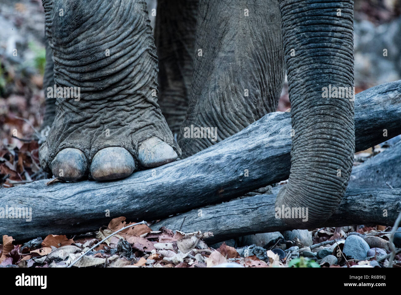 Asiatic elephant foot Stock Photo Alamy