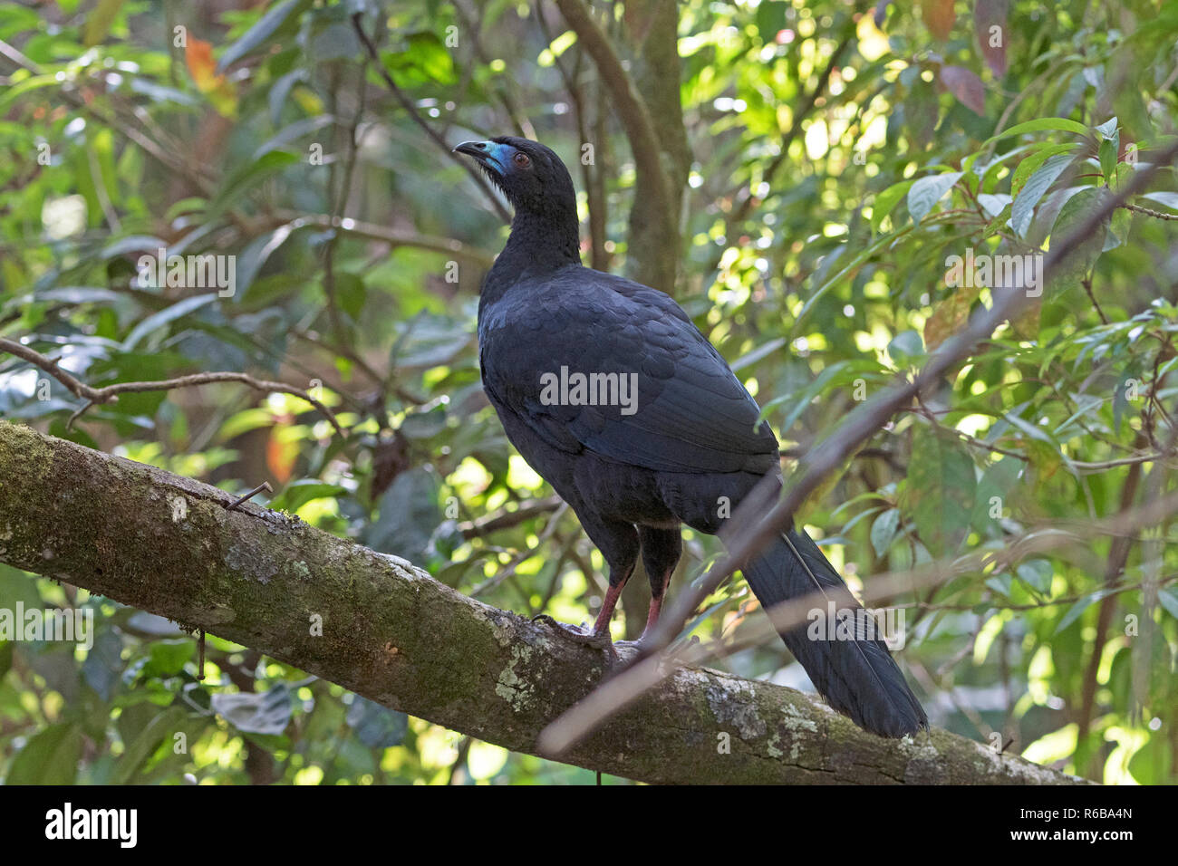 Black Guan in the Forest Stock Photo