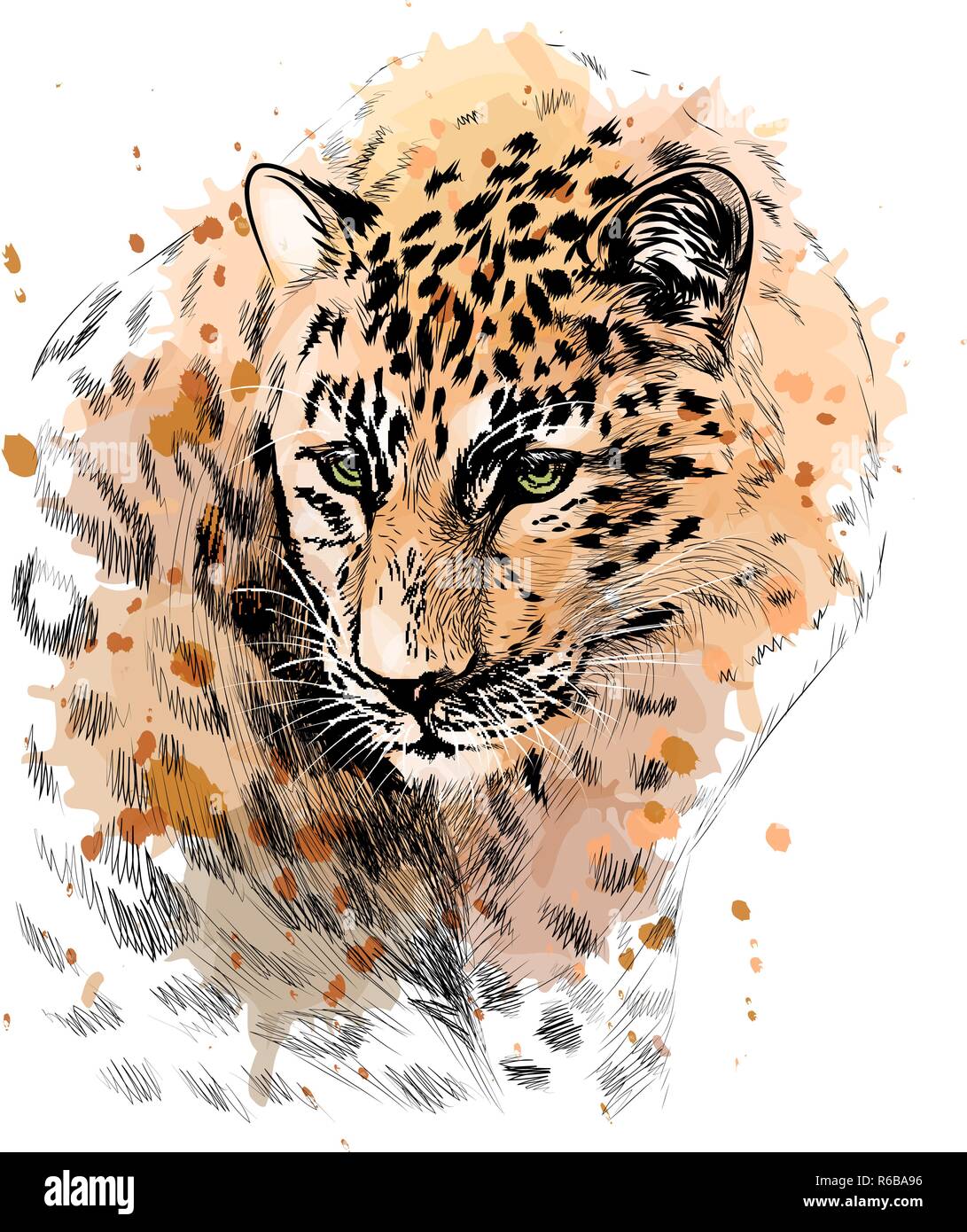 Closeup leopard head africa Stock Vector Images - Alamy