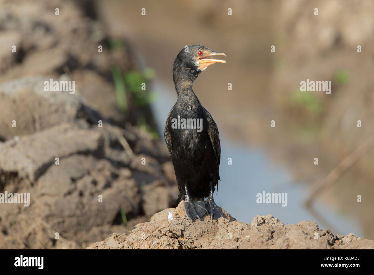 Long-tailed Cormorant (Microcarbo africanus) Stock Photo