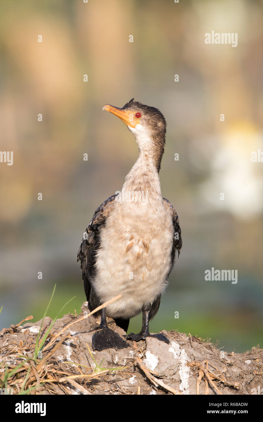 Long-tailed Cormorant (Microcarbo africanus) Stock Photo