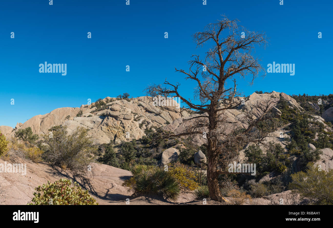 Tall dead tree stands in the bowl of a canyon surrounded by rock