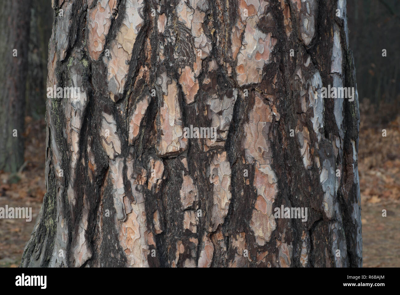 old pine tree trunk background texture Stock Photo