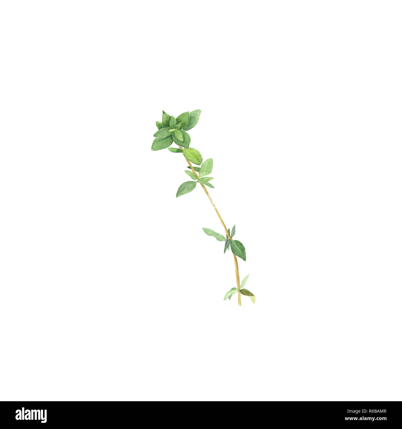 Thyme Illustration High Resolution Stock Photography and Images Alamy