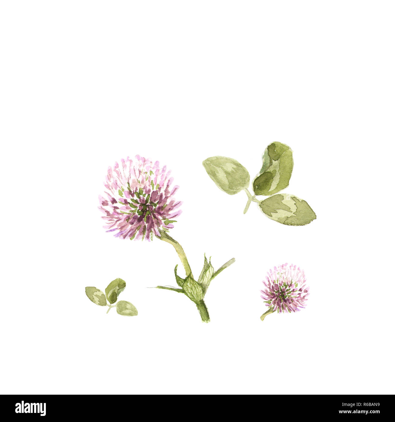 Trifolium pratense. Watercolor illustration of clover flower on white ...