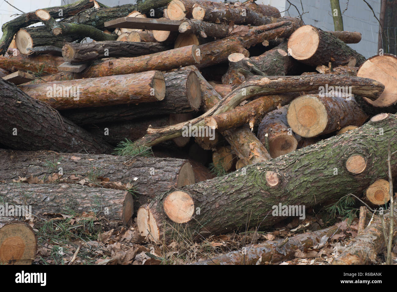 pine wood pile, stacked firewood Stock Photo
