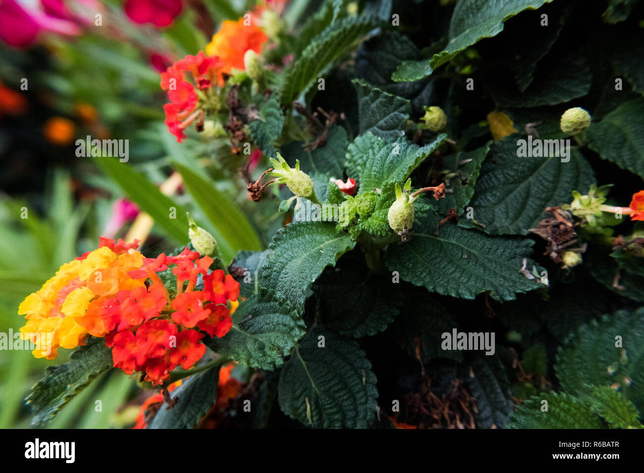 Nature flower wallpaper background red and yellow Lantana Camara also known as Big-sage, Wild-sage, Hedge Flower, Weeping Lantana, Lantana Camara Linn Stock Photo