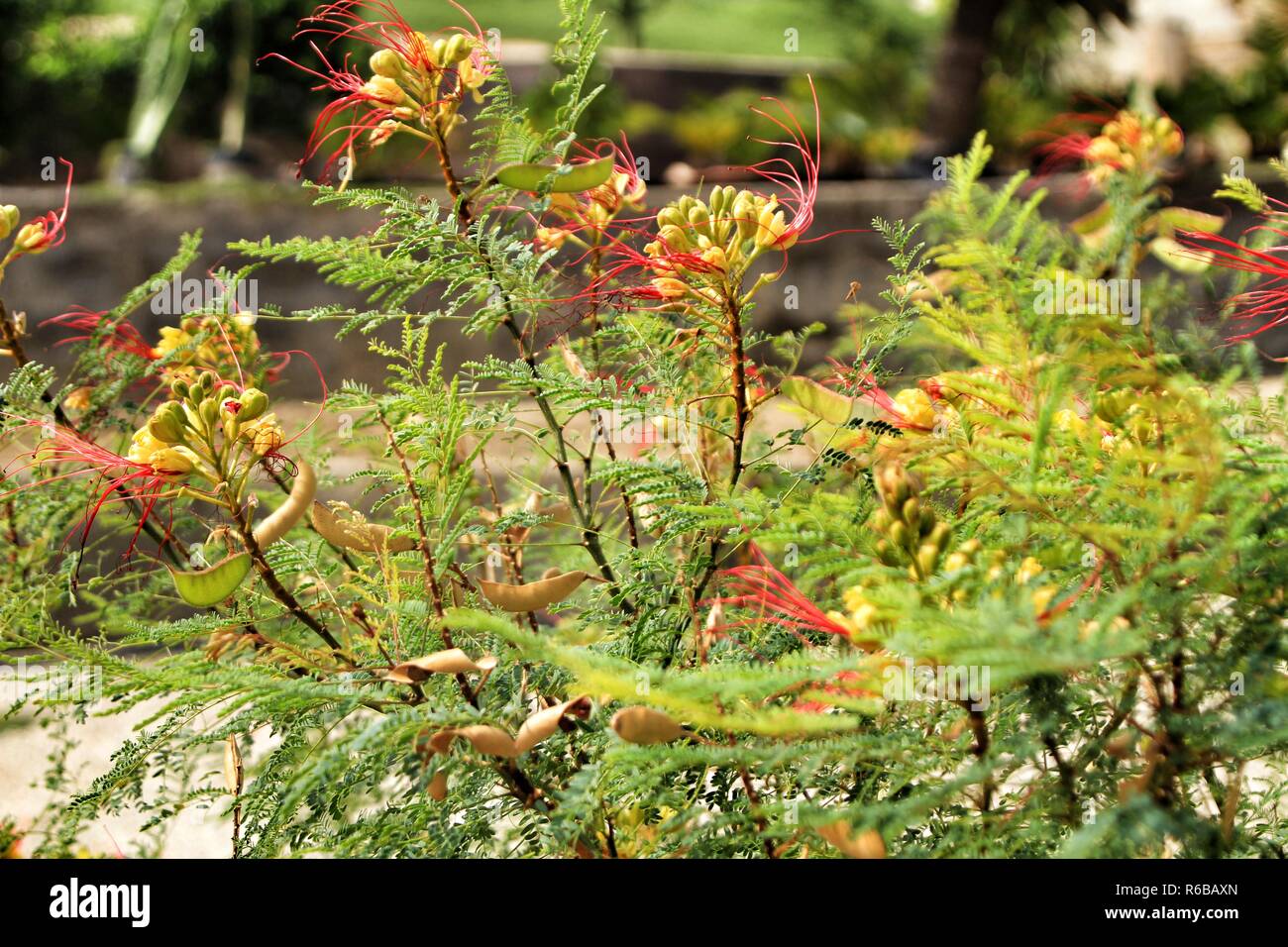 Beautiful Senecia Kleinia plant in the garden under the sun Stock Photo