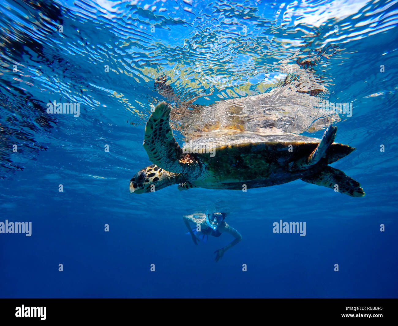 Hawksbill sea turtle under the waters in Seychelles islands. Stock Photo