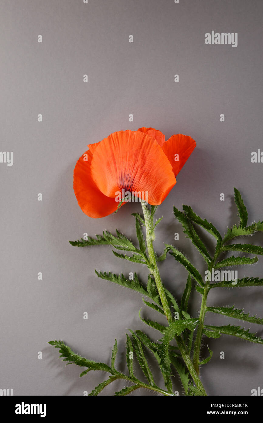 Red poppies on gray hi-res stock photography and images - Alamy