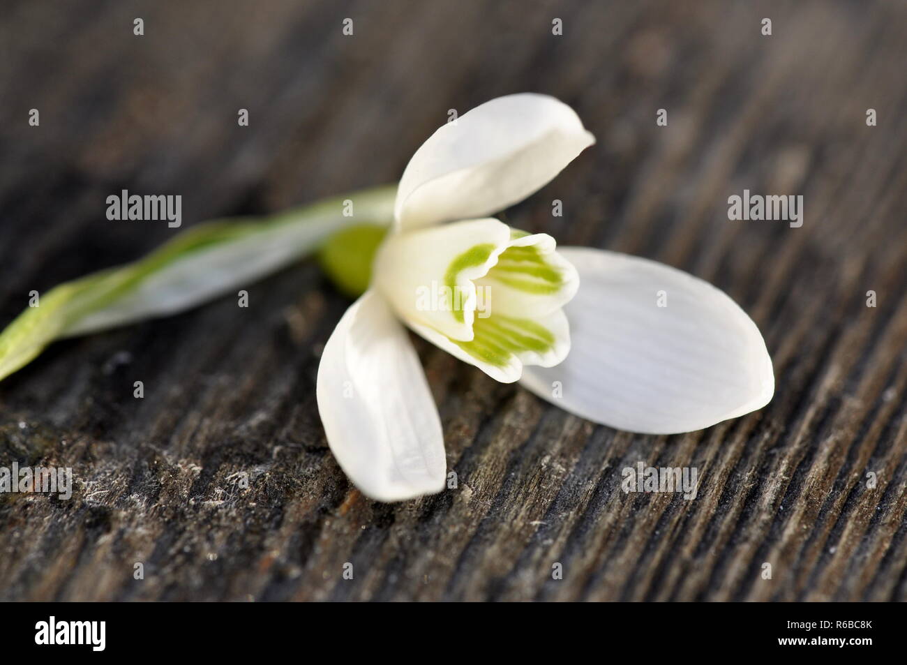 Snowdrop flower Galanthus nivalis on a table Stock Photo